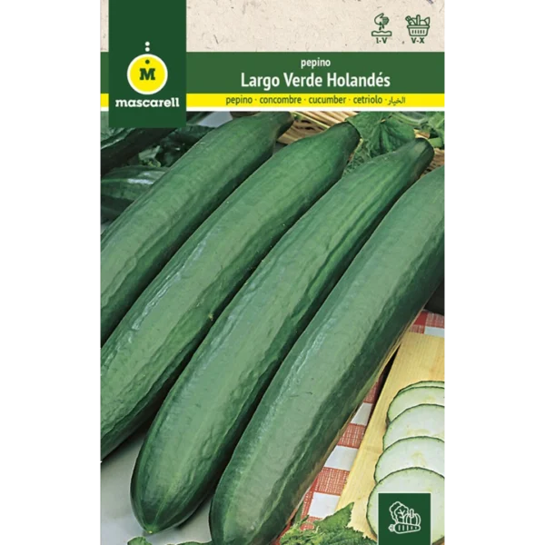 Pepino largo verde holandés