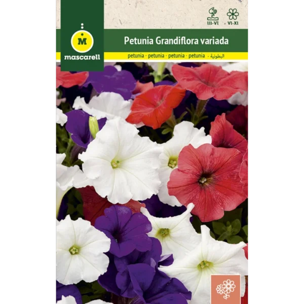 Petunia grandiflora variada