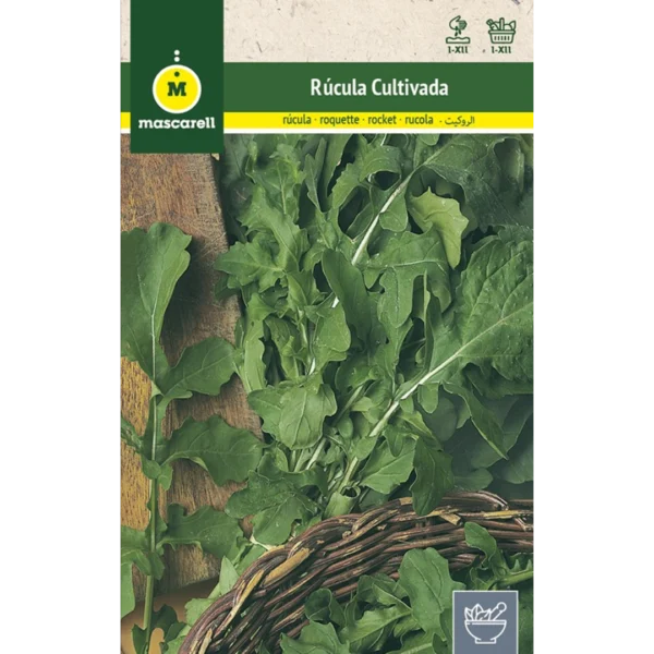 Rúcula cultivada