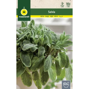 Salvia