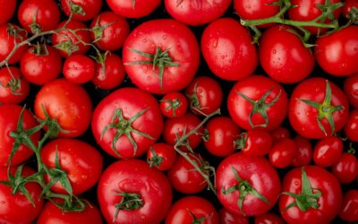 Cultivo de tomate: guía completa