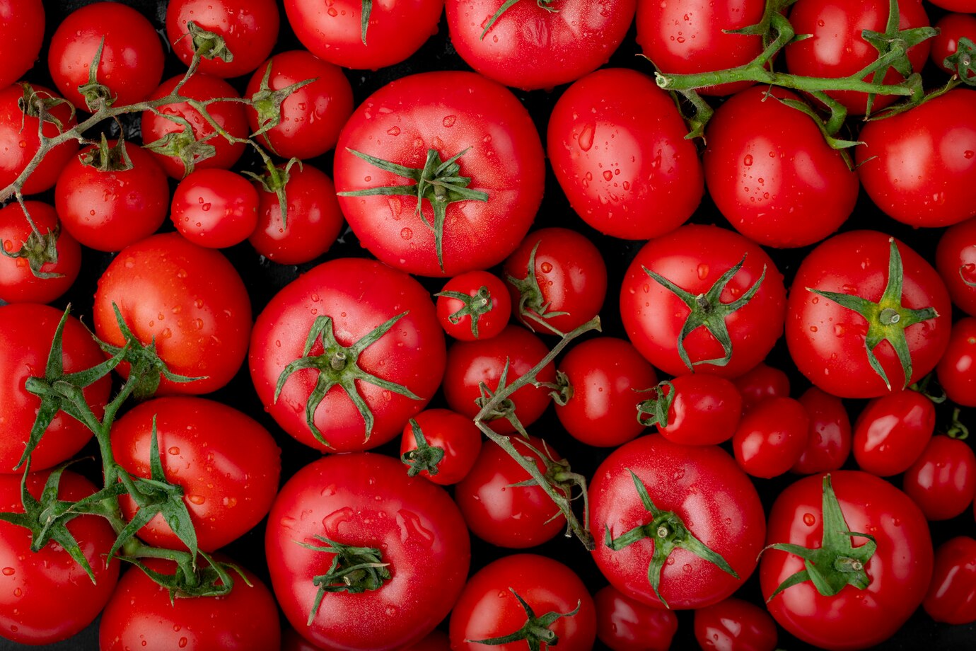 Cultivo de tomate: guía completa