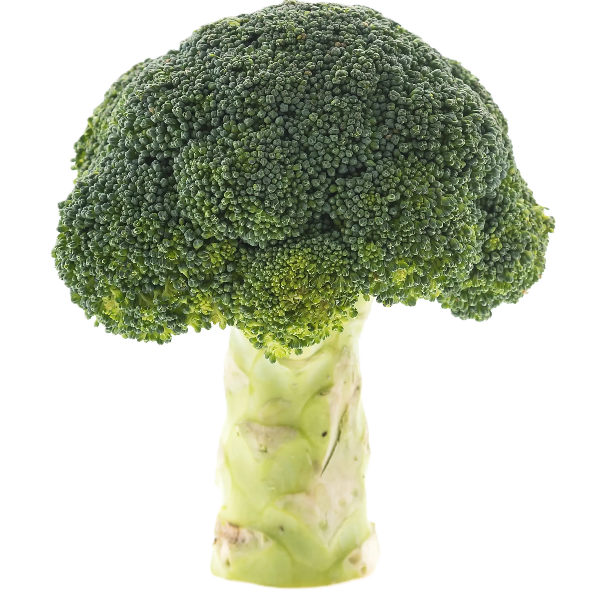 blanco-brocoli-vegetariano-vehiculo-prima Brócoli