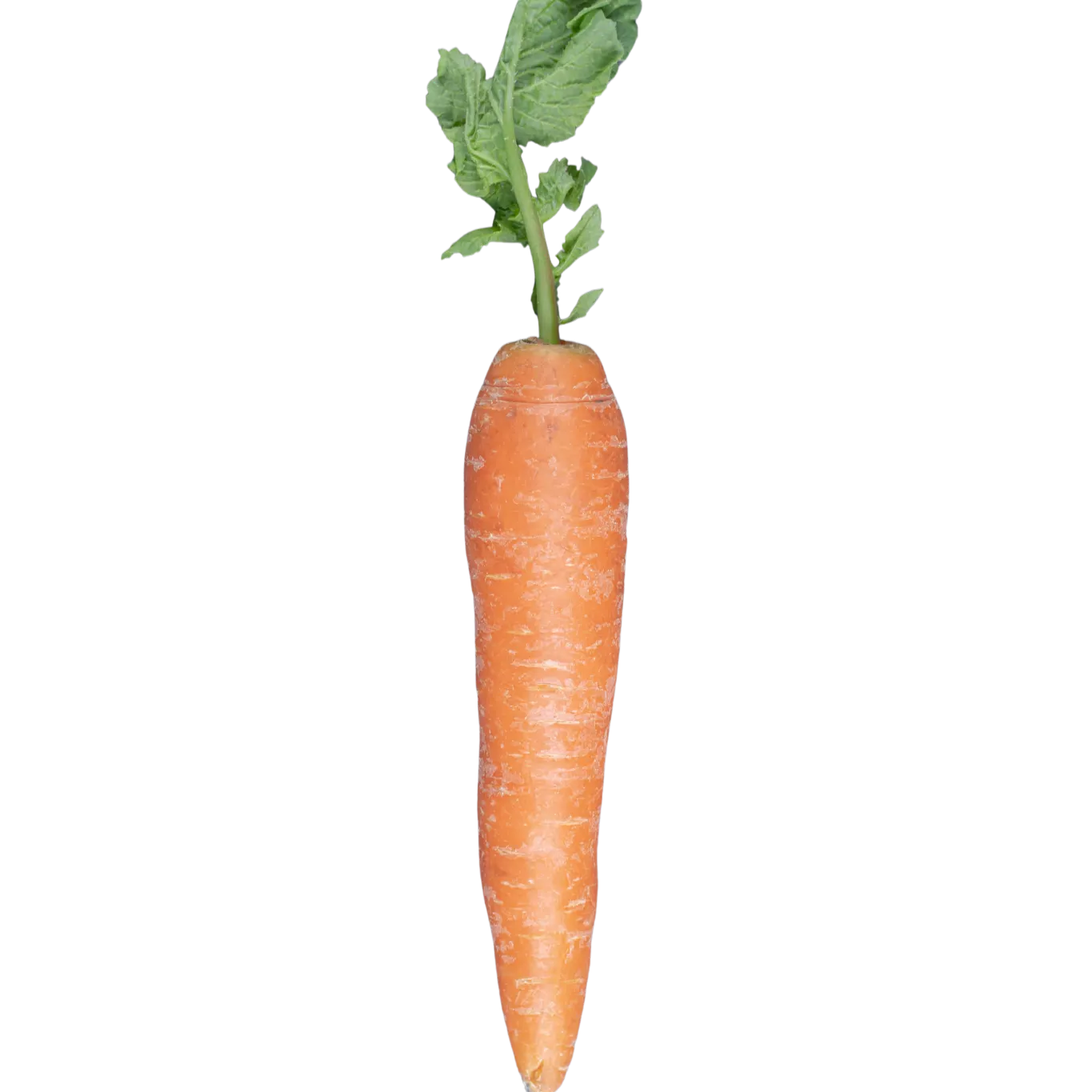 zanahoria Zanahoria