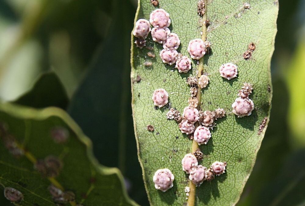 Cómo Eliminar la Cochinilla de tus Plantas: Trucos Efectivos