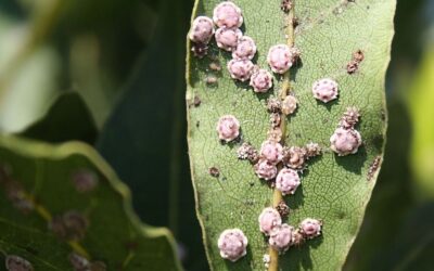 Cómo Eliminar la Cochinilla de tus Plantas: Trucos Efectivos
